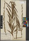 Foto von Salix purpurea L. x Salix viminalis L.